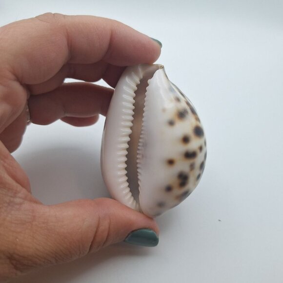 Zodiak Tiger Cowry Seashell Scrimshaw Carved Cancer Crab Cypraea Vintage Beach - Picture 4 of 5